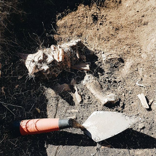 Image from a 2016 excavation at Head-Smashed-In Buffalo Jump showing the density of bone in the processing area. Shows a row of bison teeth with some mandible attached, with a scapula along the side, next to a complete calcaneous, with various pieces of broken long bone mixed in.