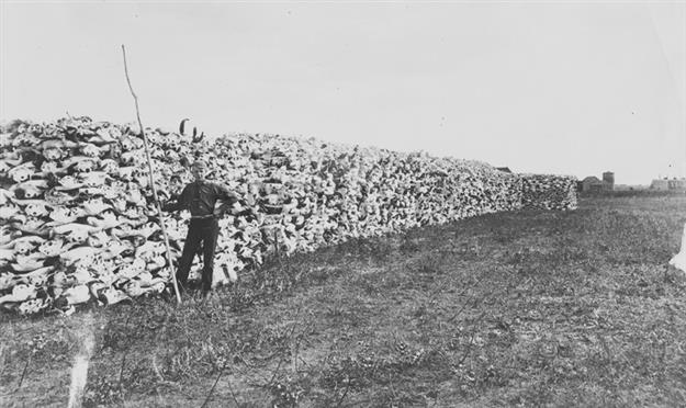 The scene is of stacked buffalo skulls from either Medicine Hat in southern Alberta in 1884 or from Saskatoon in Saskatchewan in 1890.