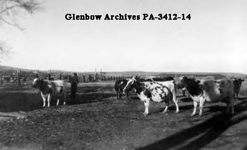 Jimmy Duff and dairy cows at Bar U Ranch, Pekisko, Alberta. ca. 1943.