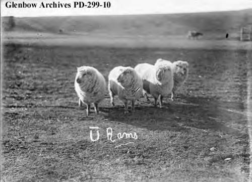 Rams on Bar U Ranch, Pekisko, Alberta, by Fred Andrews 1916.