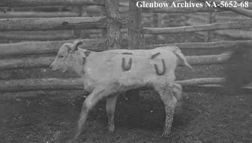 Twice branded calf, Bar U ranch, Pekisko, Alberta. 1917.