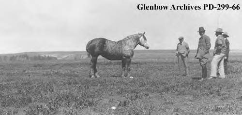 George Lane and visitors viewing Percheron horses, Bar U Ranch, Pekisko, Alberta (ca. 1919-1923).