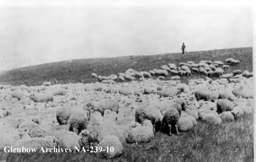 A flock of sheep on the British American Ranche pasture, Cochrane, Alberta, ca. 1885-1888.