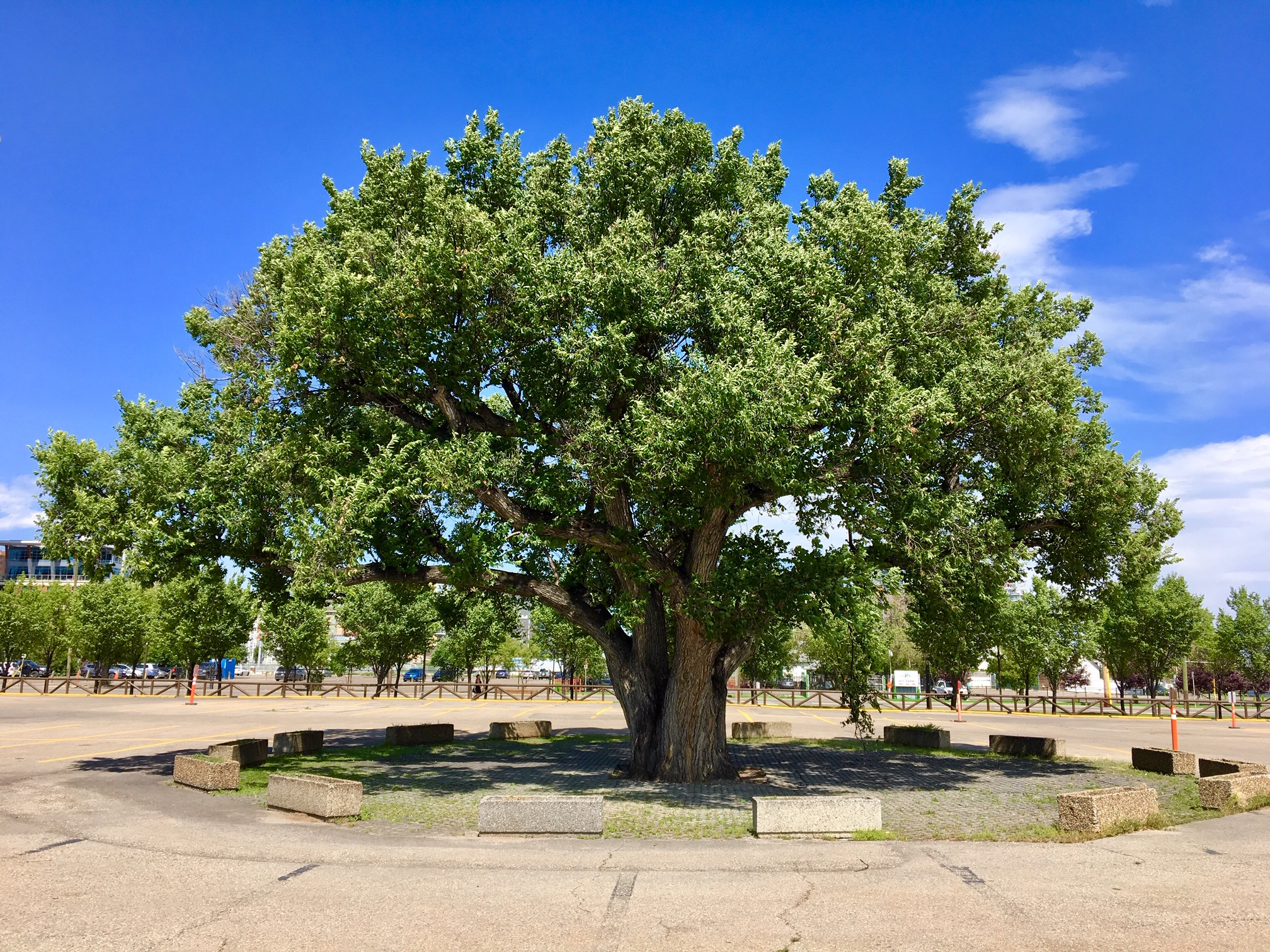 Stampede Elm in the summer of 2019, by Global News.