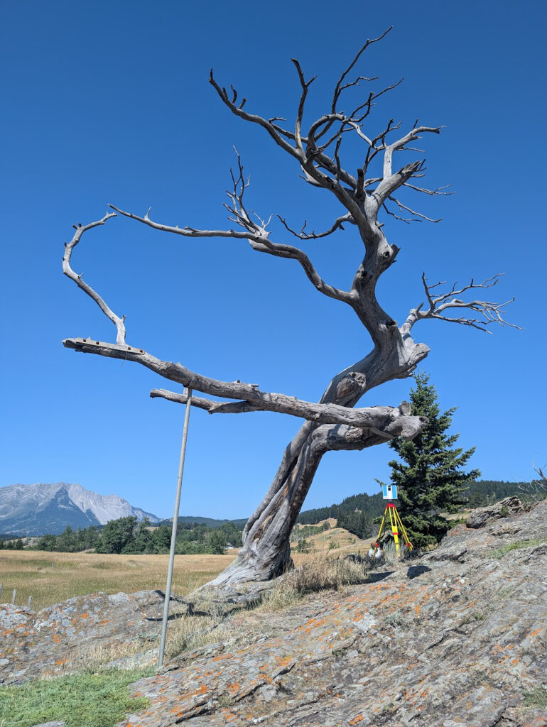 Burmis Tree