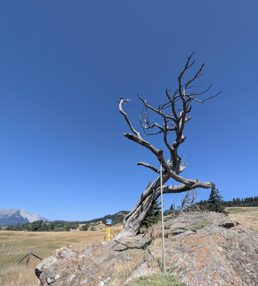 The Burmis Tree during digital documentation with Z+F 5010X laser scanner.