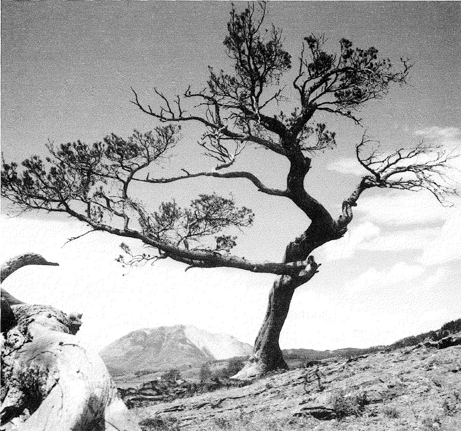 Black and white archival photo of the Burmis Tree while it still had its needles. From Alberta Forestry Association's Alberta Trees of Renown: An Honour Roll of Alberta Trees.