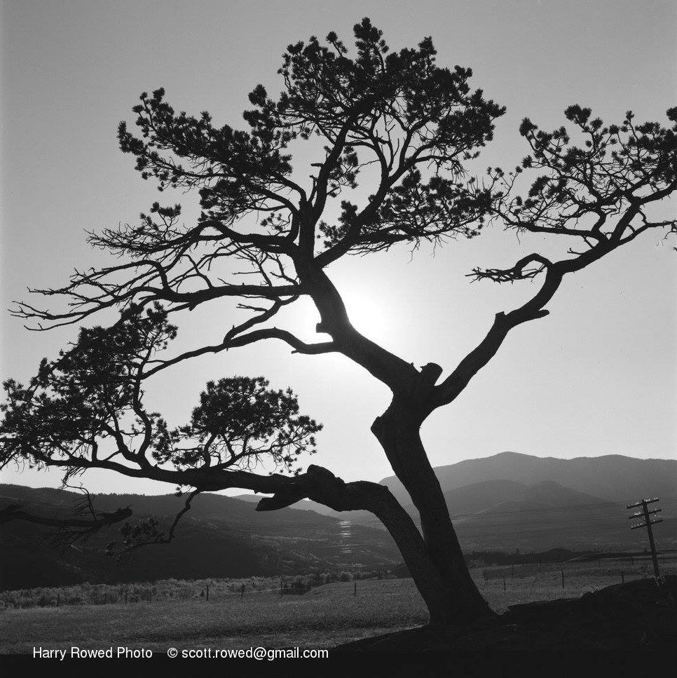 Black and white photograph of the Burmis Tree with its needles taken by Harry Rowed (crica 1940). Photo from the Scott Rowed Collection, reposted by the Lost Kootenays Facebook page.