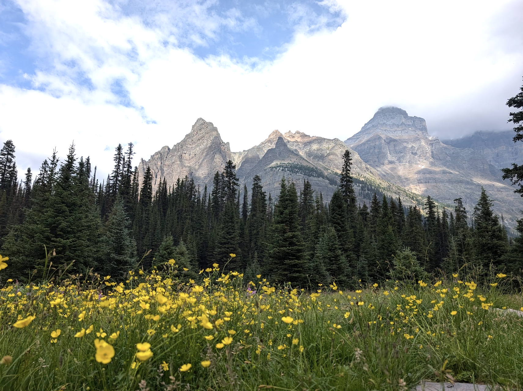 The view from the alpine meadow just south of the EP Hut and Wiwaxy Lodge on August 13, 2024. It shows flowers in bloom in front of trees, with the rocky mountains in the background. Photo from Madisen Hvidberg.